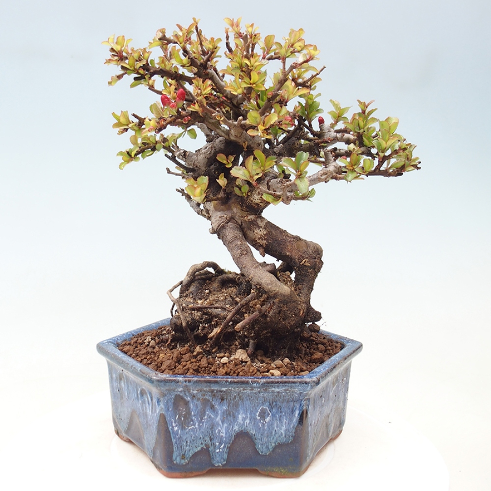 Kültéri bonsai - Chaneomeles speciosa - birs