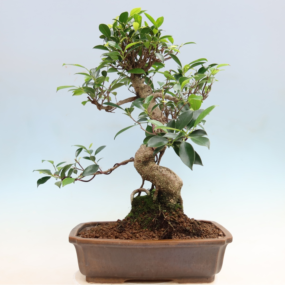 Szobai bonsai - Ficus kimmen - kislevelű fikusz