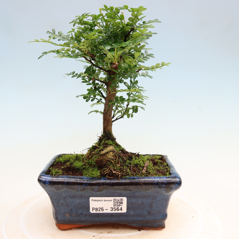 Szobai bonsai - Zantoxylum piperitum - borsfa