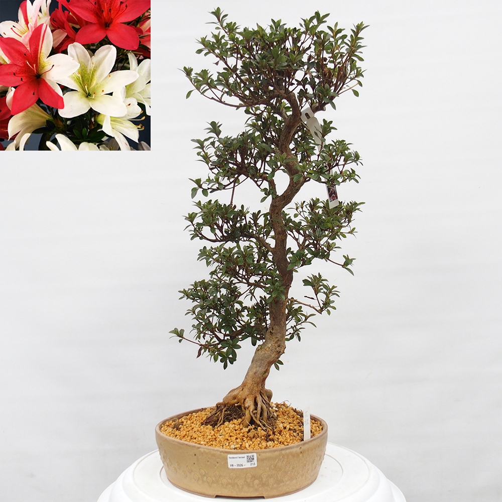 Kültéri bonsai - Japán azálea - Azalea Hanatsuzuri