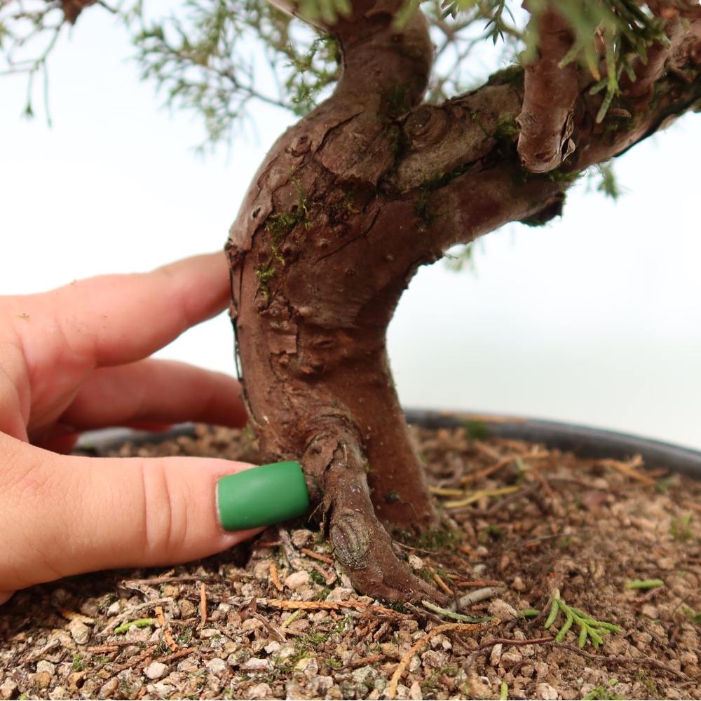 Kültéri bonsai - Juniperus chinensis Itoigawa-Juniperus chinensis