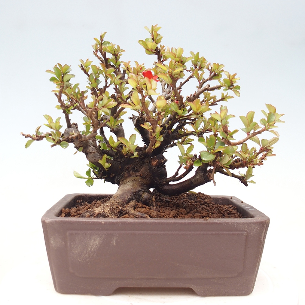 Kültéri bonsai - Chaneomeles speciosa - birs