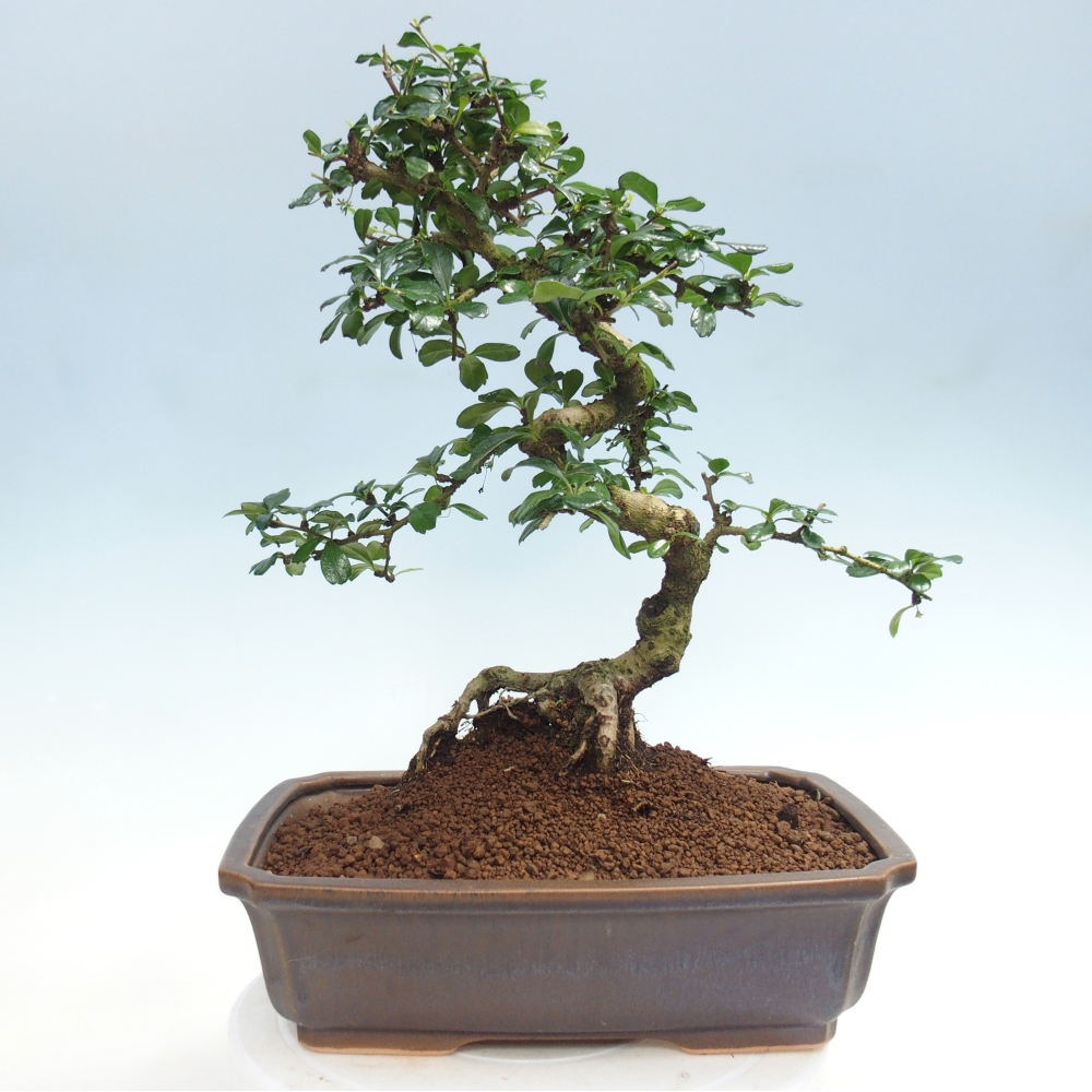 Szobai bonsai - Carmona macrophylla - Tea fuki