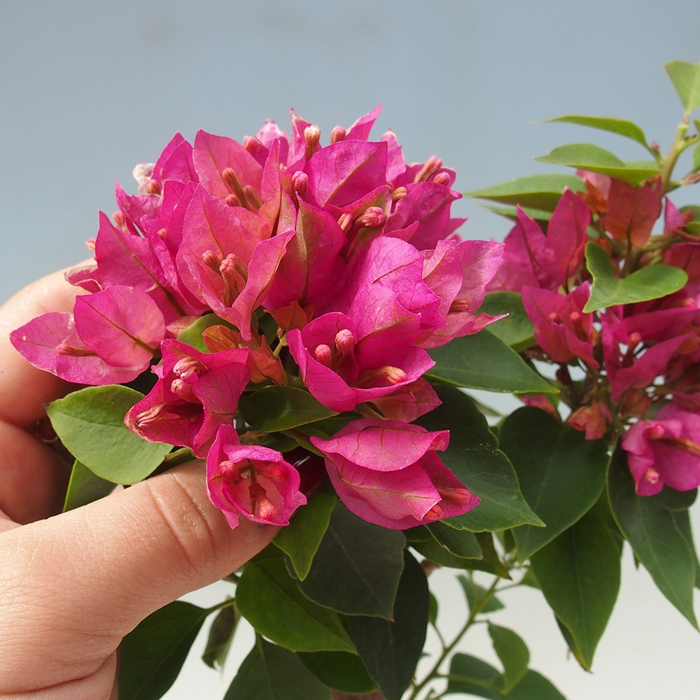 Szoba bonsai - Bouganwilea