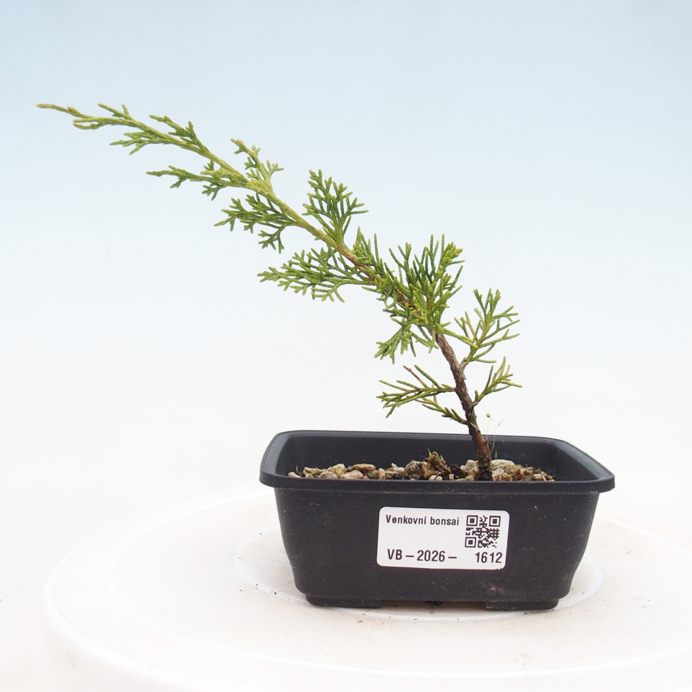 Kültéri bonsai - Juniperus chinensis Itoigawa
