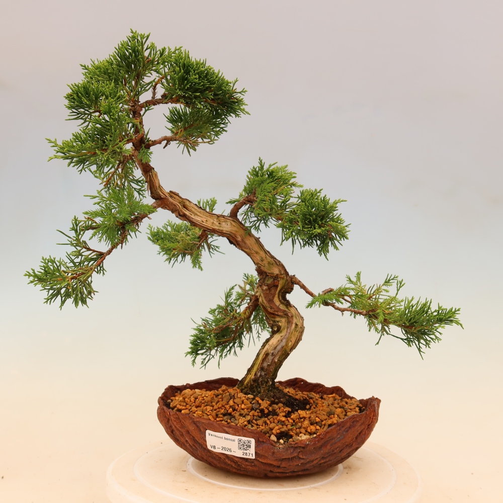 Kültéri bonsai - Juniperus chinensis Itoigawa