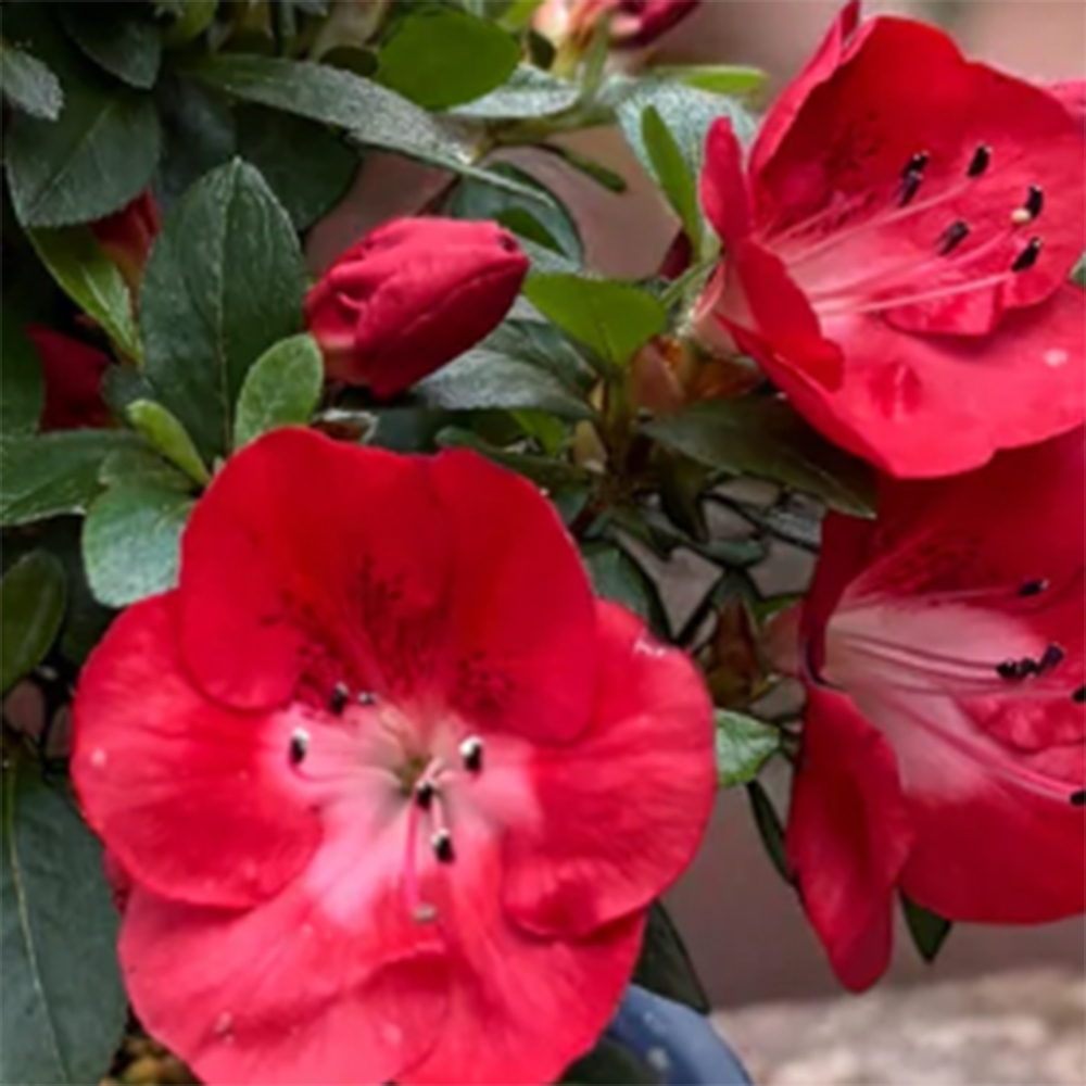 Kültéri bonsai - Japán azálea - Azalea Benibeni