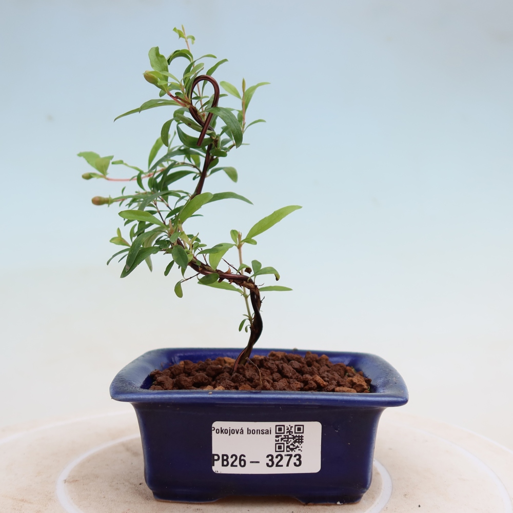 Szobai bonsai-PUNICA granatum nana-gránátalma