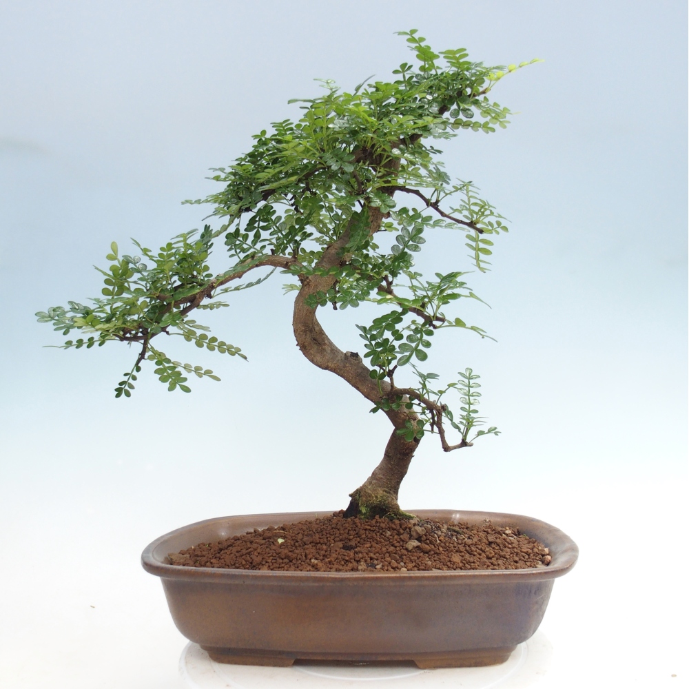 Szobai bonsai - Zantoxylum piperitum - borsfa