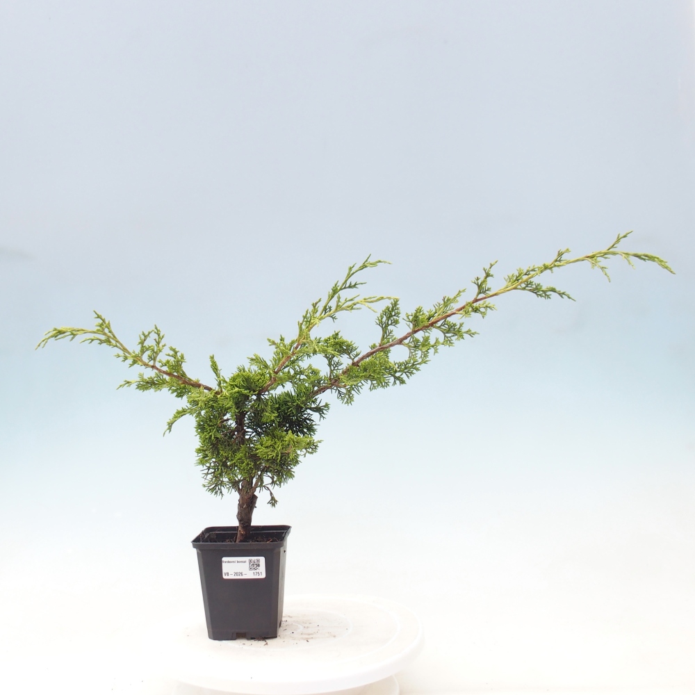 Kültéri bonsai - Juniperus chinensis Itoigawa