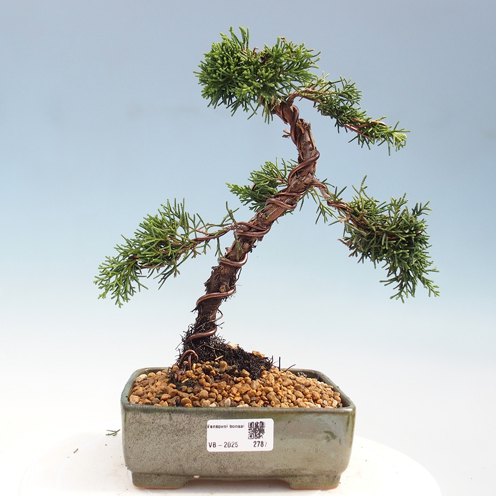 Kültéri bonsai - Juniperus chinensis Kishu