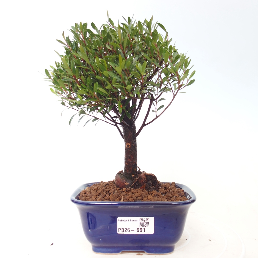 Szobai bonsai - Syzygium - Pimento