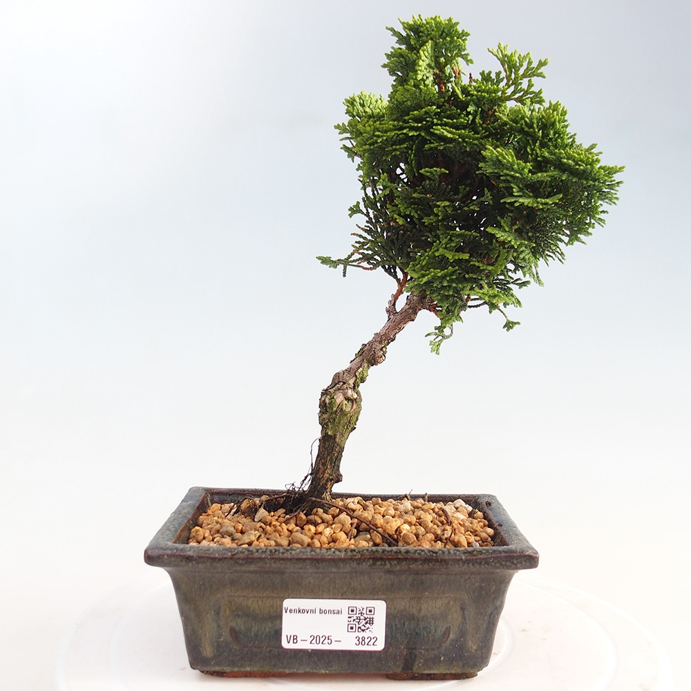 Kültéri bonsai - Cham.pis obtusa Nana Gracilis - ciprus