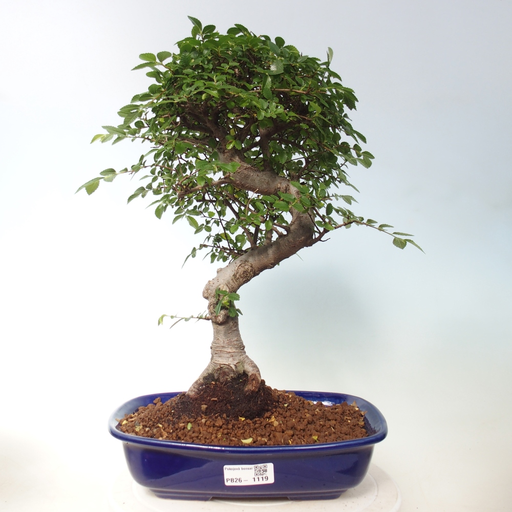 Szobai bonsai - Ulmus parvifolia - Kislevelű szilfa