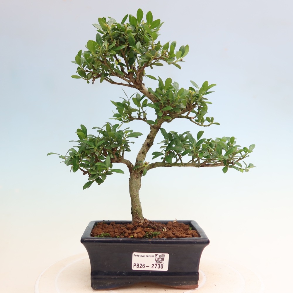 Szobai bonsai - Ilex crenata - Holly