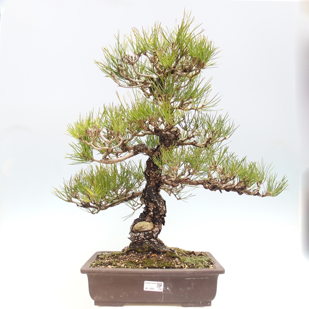 Kültéri bonsai - Pinus thunbergii - Thunberg fenyő