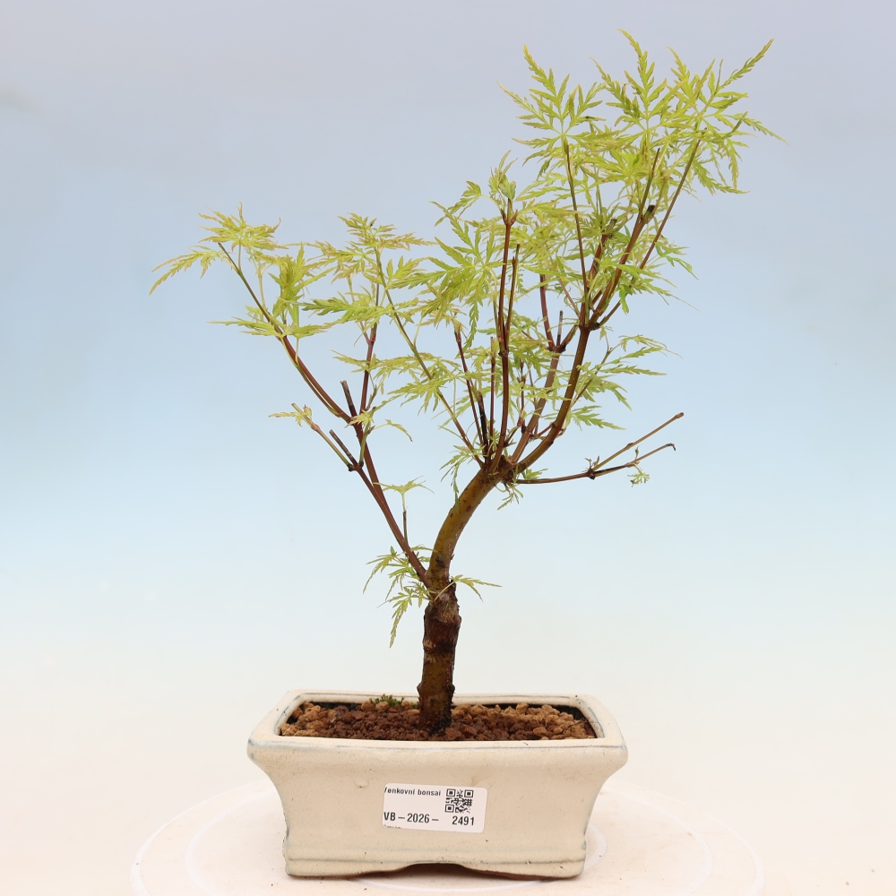 Kültéri bonsai - Acer palmatum Dissectum