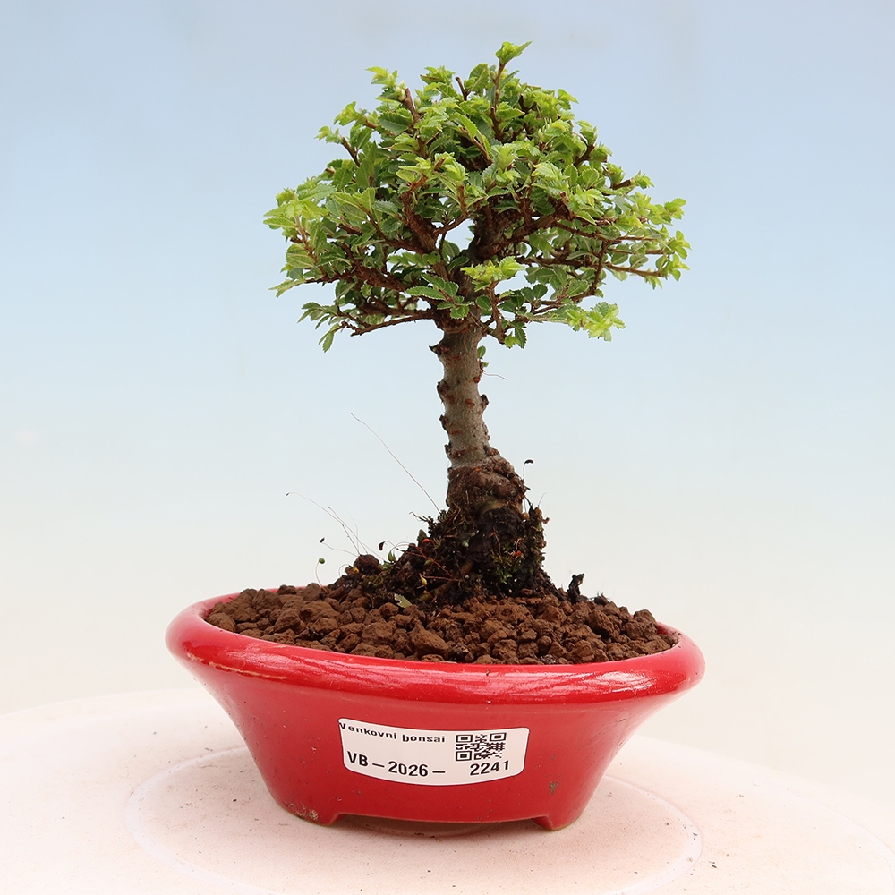 Kültéri bonsai - Ulmus parvifolia Sagei - Kislevelű szilfa