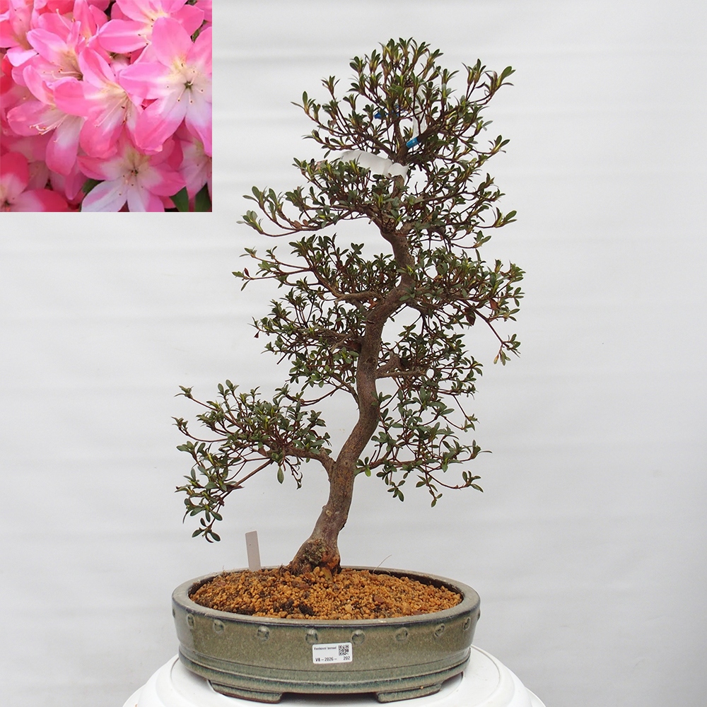 Kültéri bonsai - Japán azálea - Azalea Akari