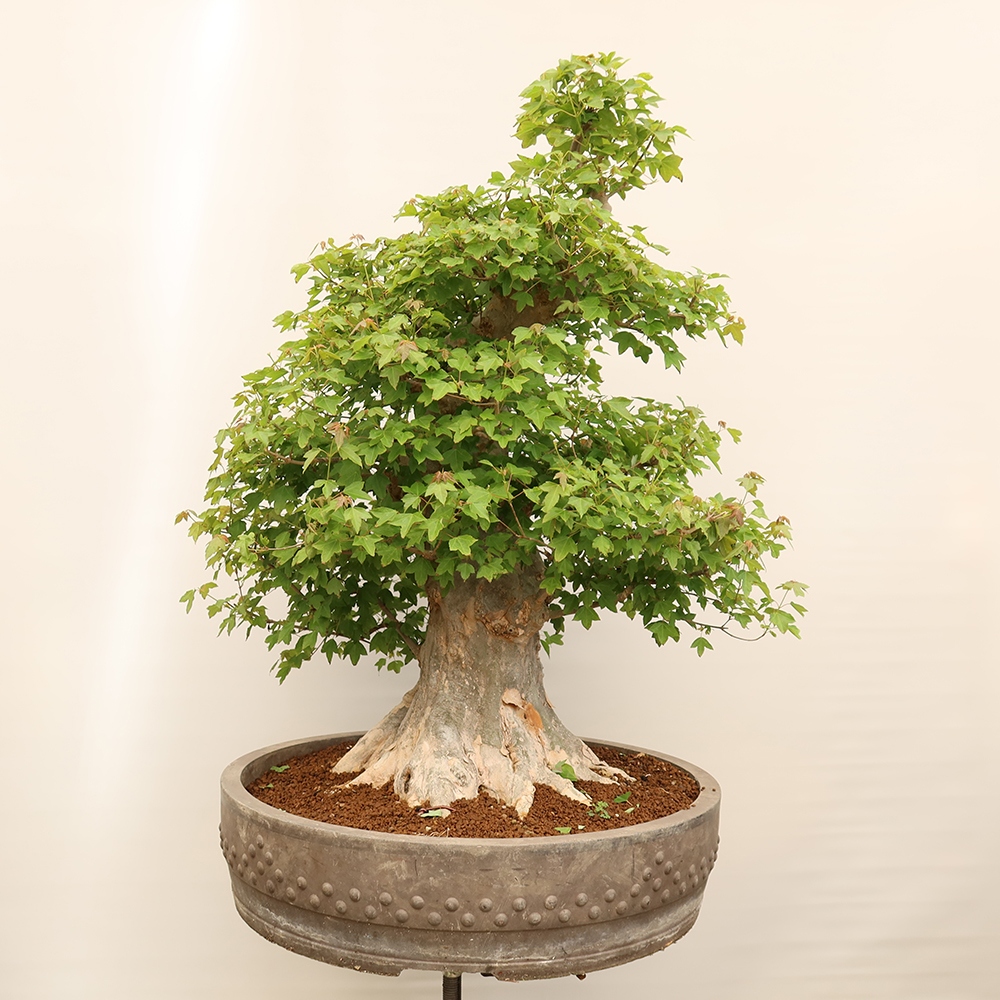 Kültéri bonsai - Juhar Burger - Acer Burgerianum