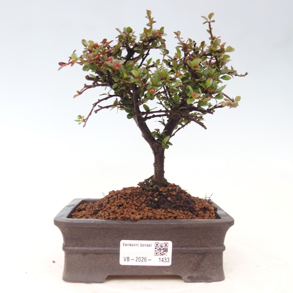 Kültéri bonsai - Cotoneaster horizontalis - Rocky Mountain