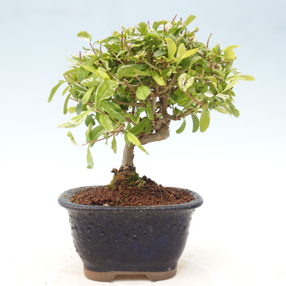 Kültéri bonsai - Ligustrum obtusifolium