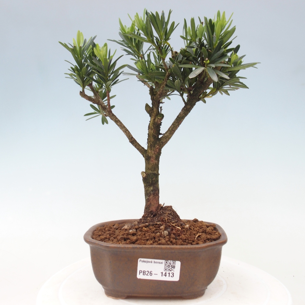 Szobai bonsai - Podocarpus - Kőtiszafa