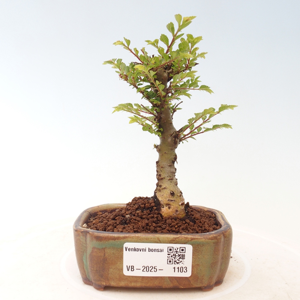 Kültéri bonsai - Ulmus parvifolia Sagei - Kislevelű szilfa