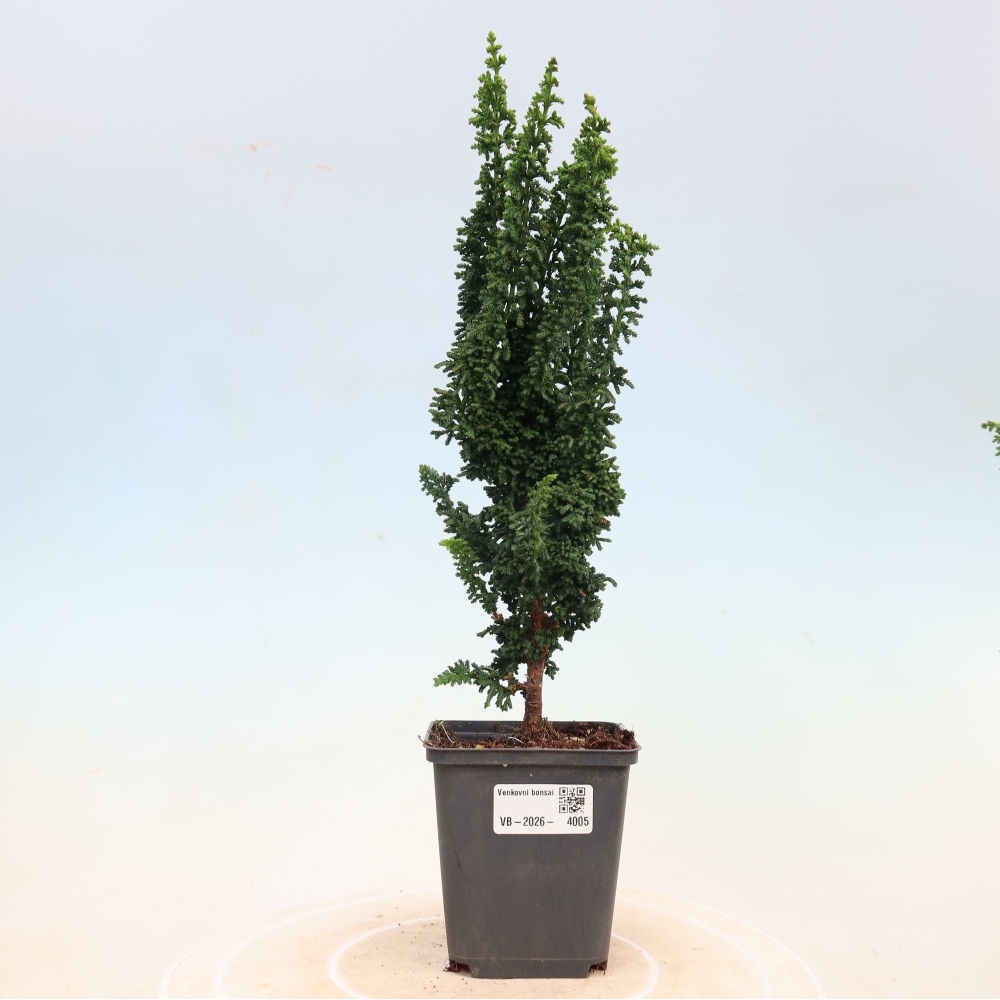 Kültéri bonsai - Cham. obtusa SEKKA HINOKI - Cifra ciprus