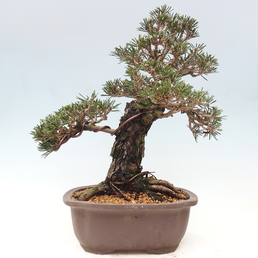 Kültéri bonsai - Pinus thunbergii Kotobuki - Thunberg fenyő