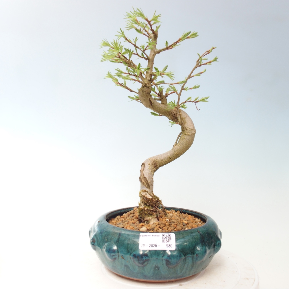 Kültéri bonsai -Pseudolarix amabis-Pseudolarix amabis-Pseudolarix amabis