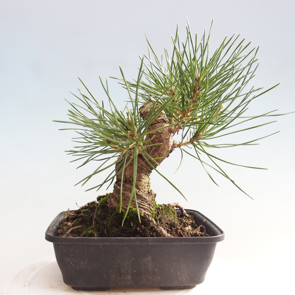Kültéri bonsai - Pinus thunbergii - Thunberg fenyő