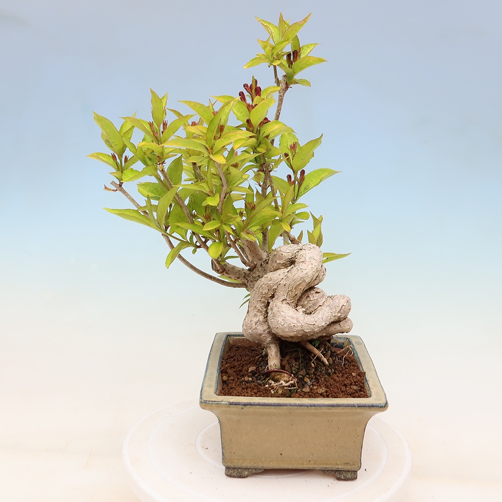 Kültéri bonsai – Weigela subsessilis – Koreai vajgélia