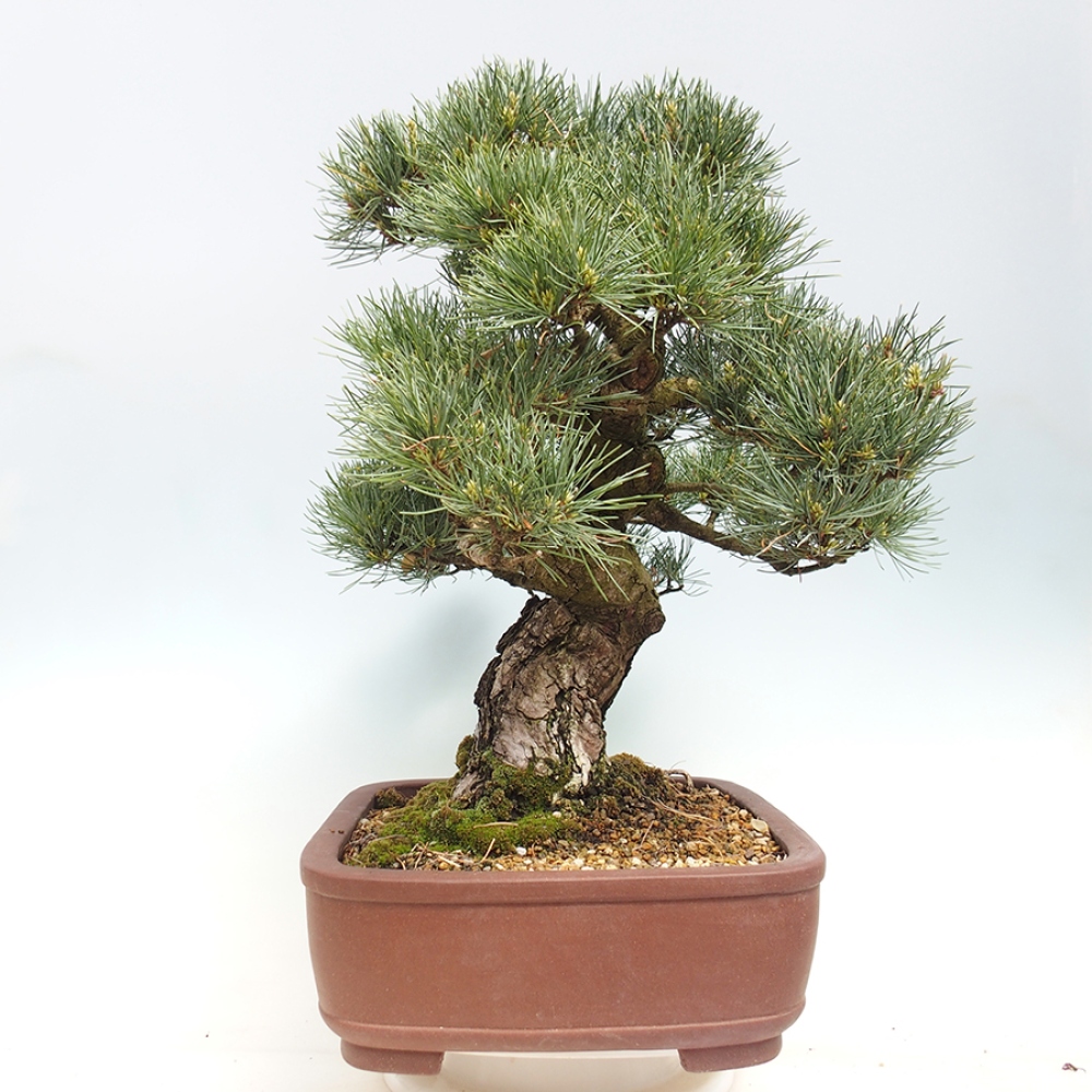Kültéri bonsai - Pinus parviflora - Pinus parviflora