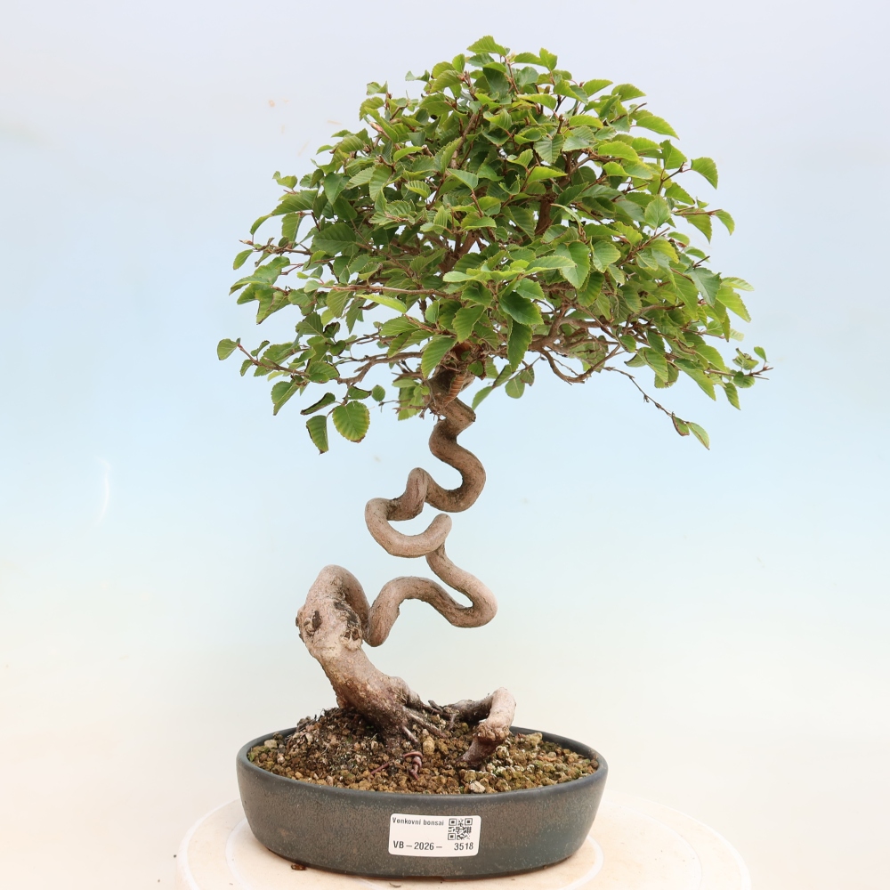 Kültéri bonsai -Carpinus CARPINOIDES - Koreai gyertyánfa