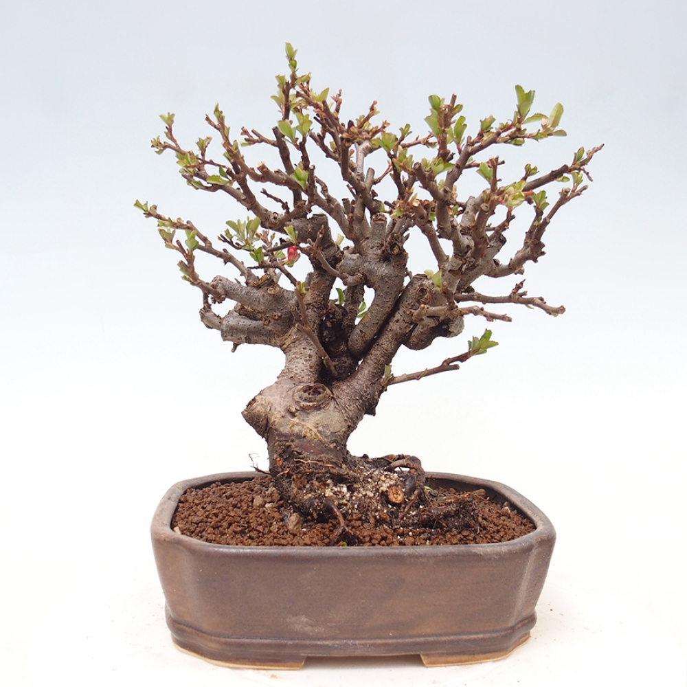 Kültéri bonsai - Chaneomeles speciosa - birs