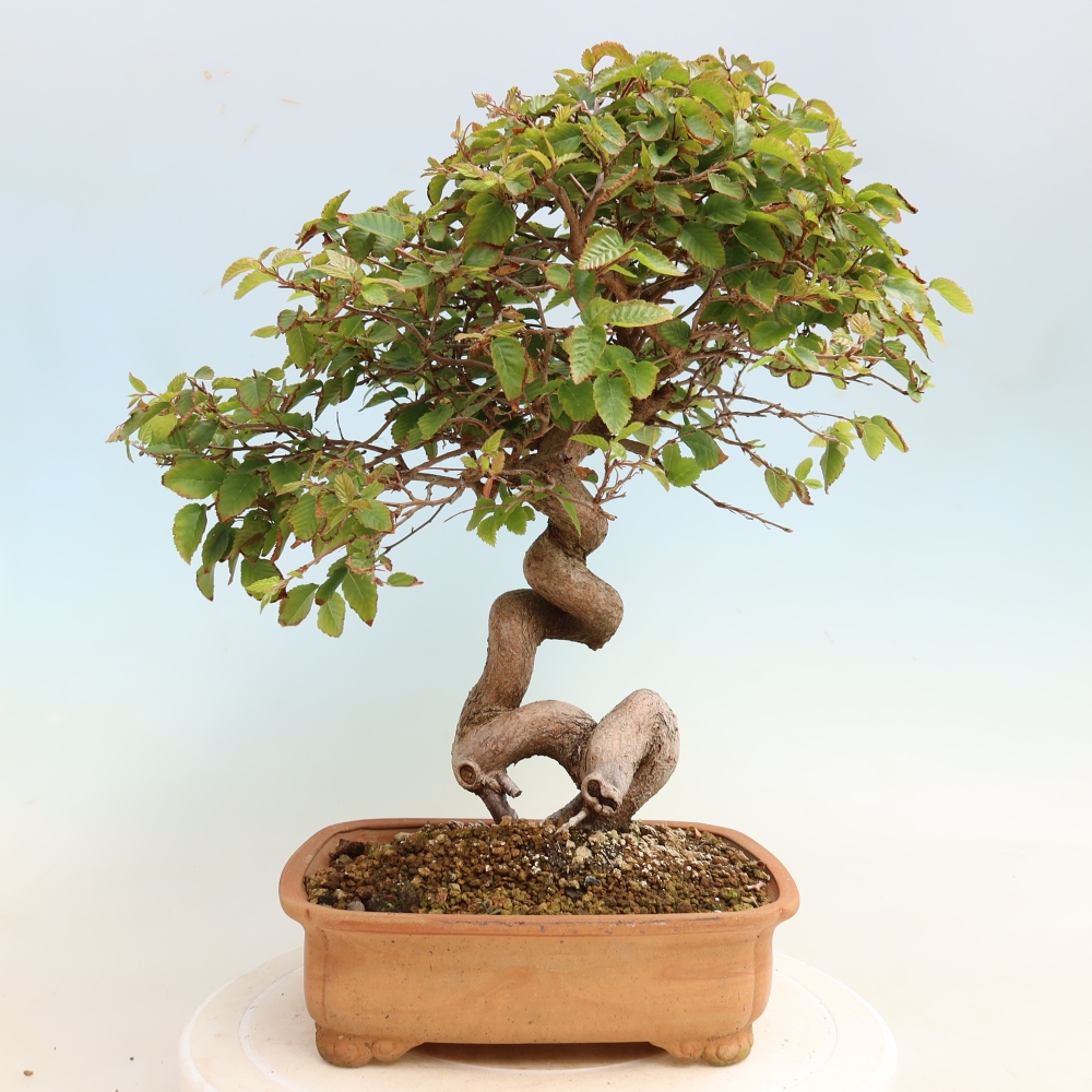 Kültéri bonsai -Carpinus CARPINOIDES - Koreai gyertyánfa