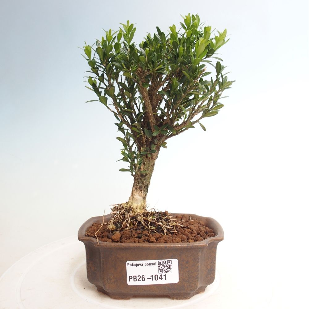 Szobai bonsai - Buxus harlandii - parafa buxus