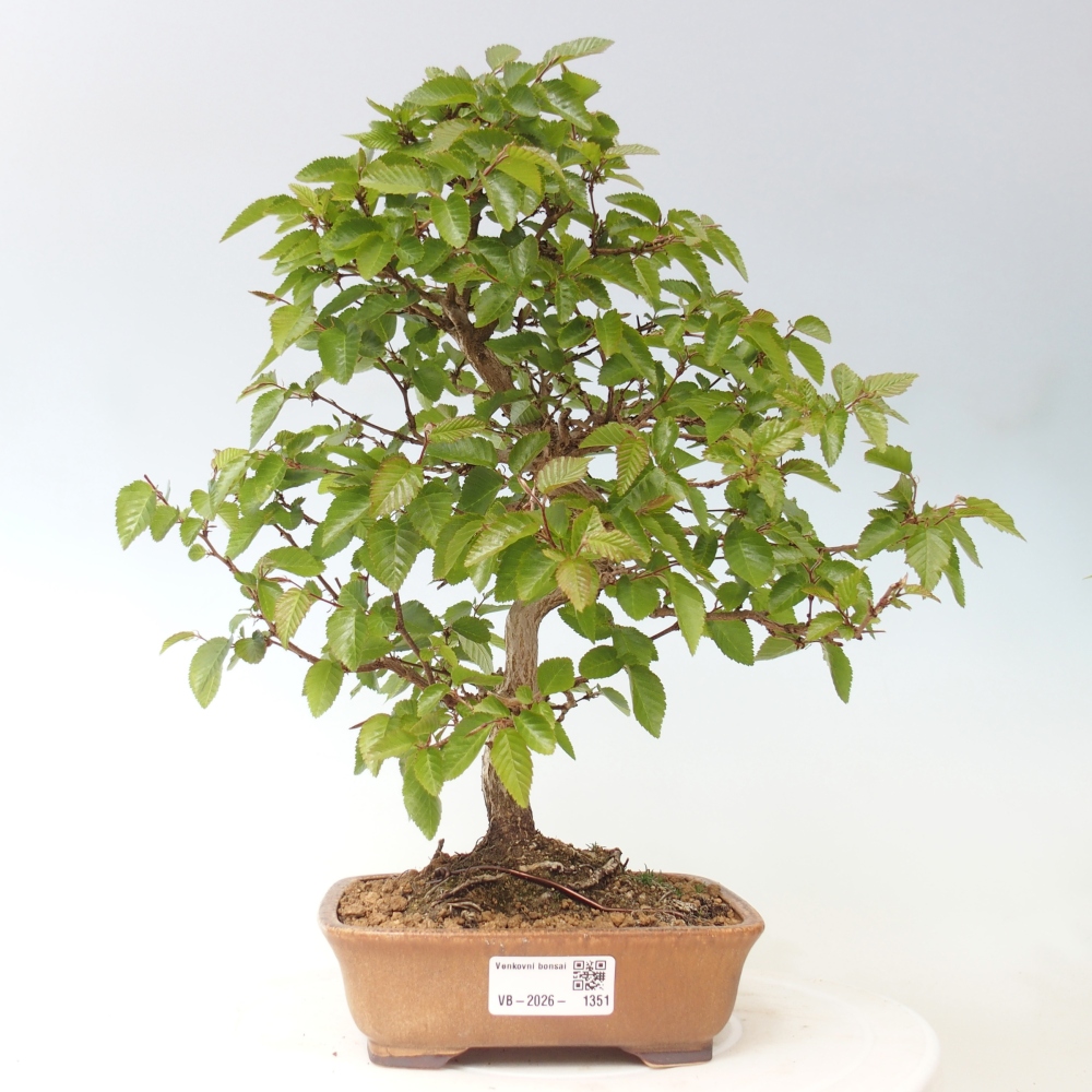 Kültéri bonsai -Carpinus CARPINOIDES - Koreai gyertyánfa