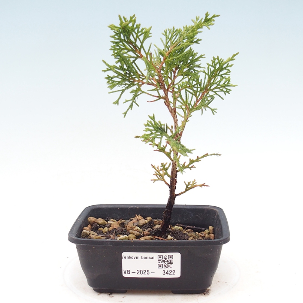 Kültéri bonsai - Juniperus chinensis Itoigawa