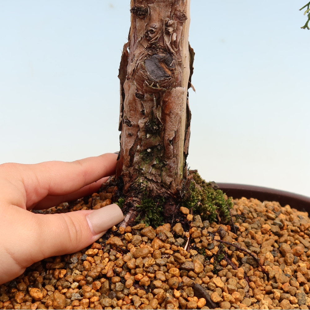 Kültéri bonsai - Juniperus chinensis Kishu