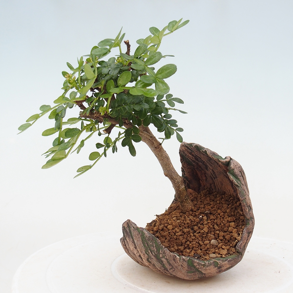 Szobai bonsai - Zantoxylum piperitum - borsfa
