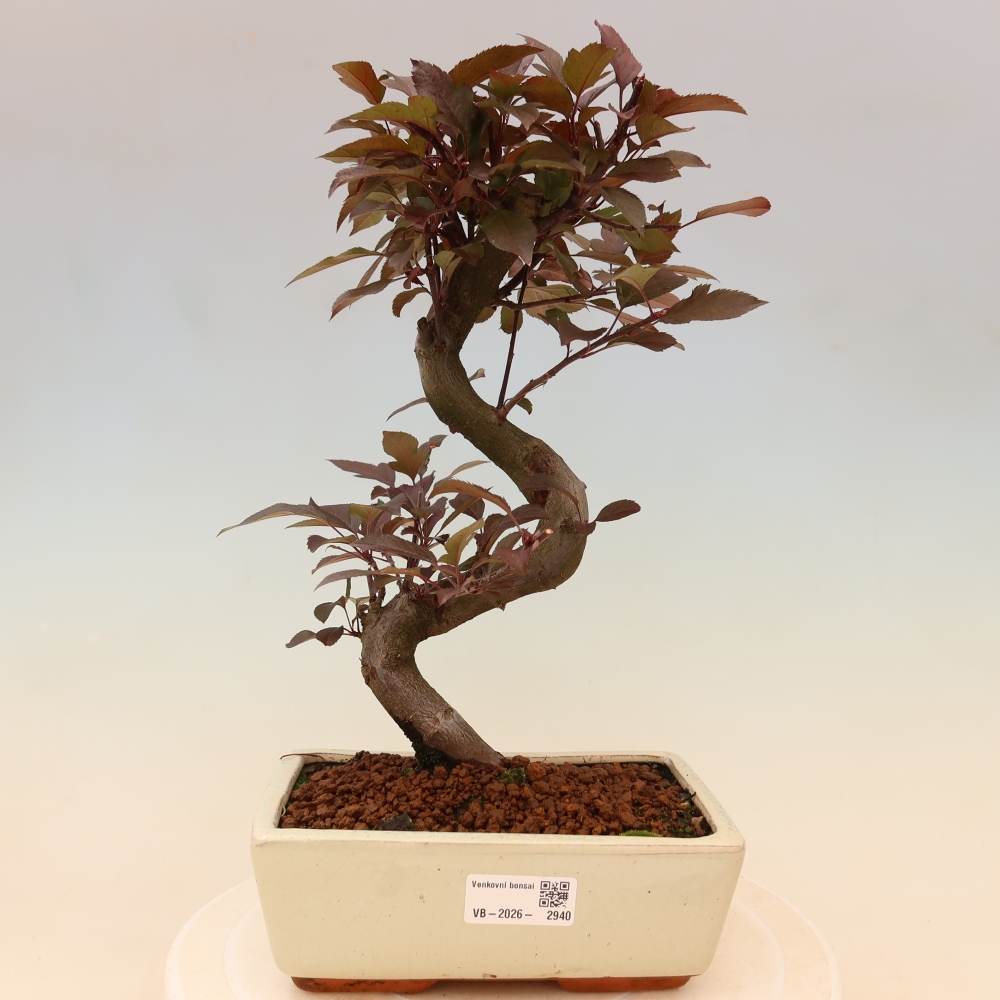 Kültéri bonsai -Malus domestica - Kis gyümölcsű piros levelű almafa