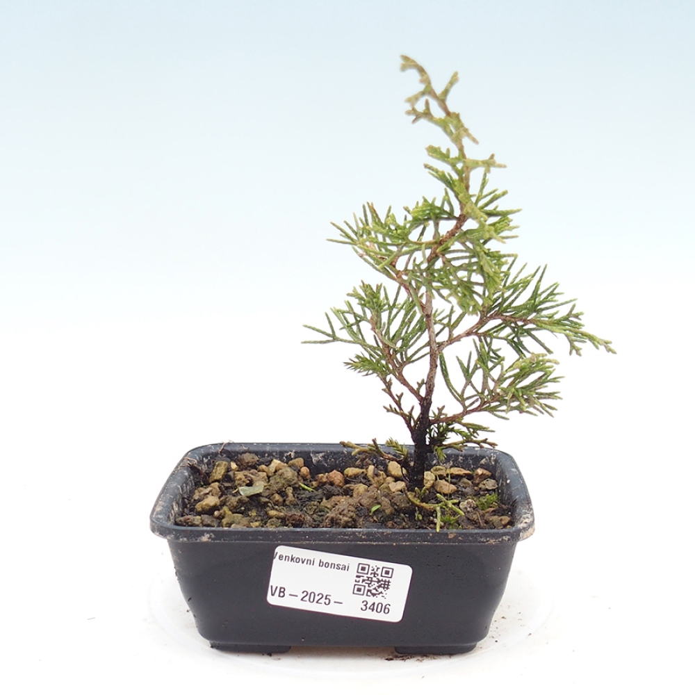 Kültéri bonsai - Juniperus chinensis Itoigawa