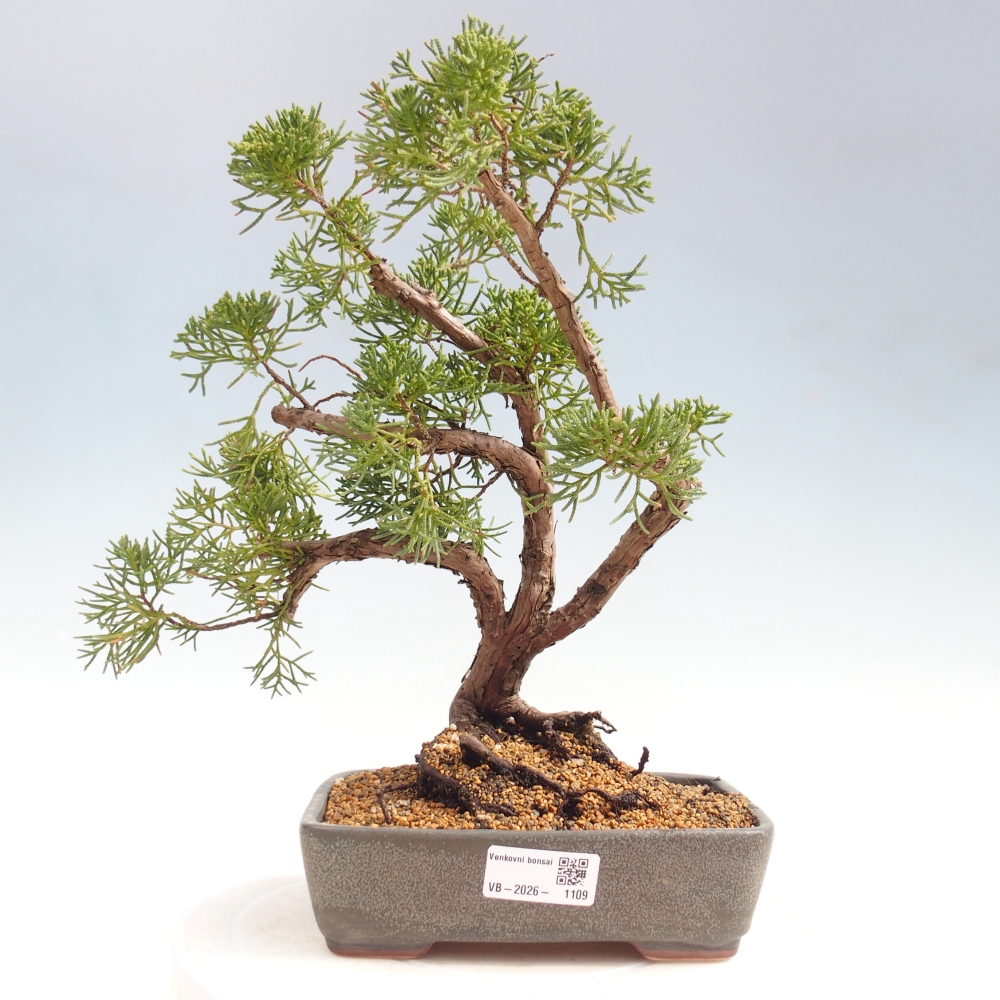 Kültéri bonsai - Juniperus chinensis Kishu