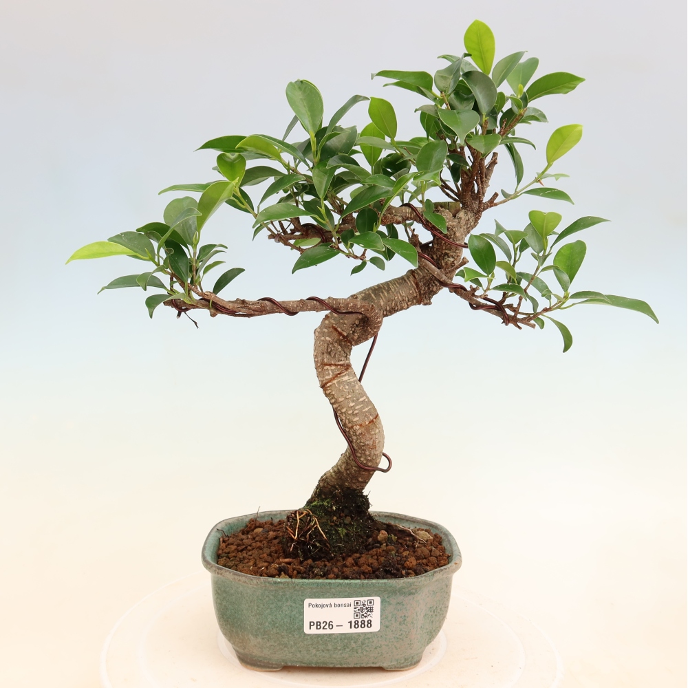 Szobai bonsai - Ficus retusa - kislevelű fikusz