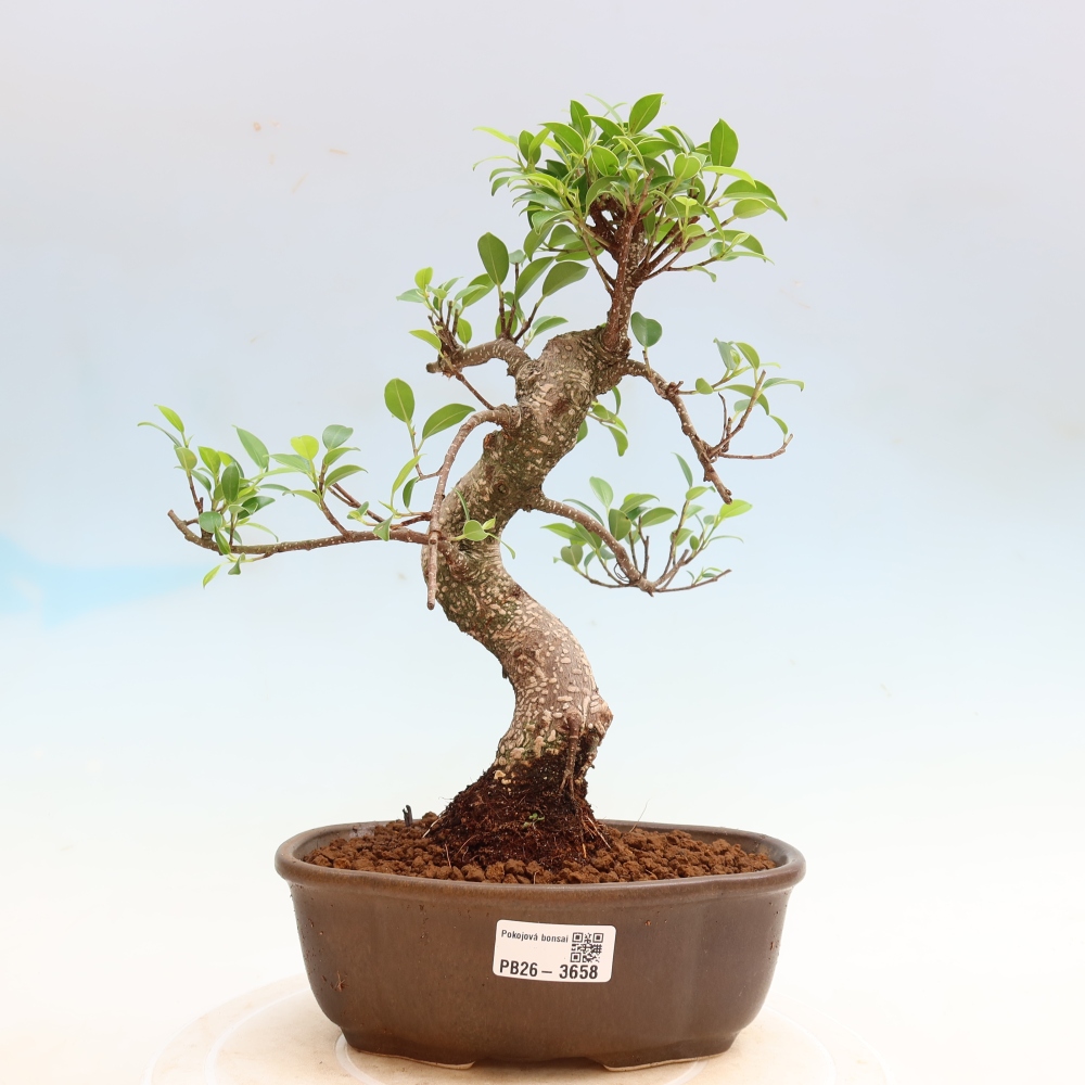 Szobai bonsai - Ficus kimmen - kislevelű fikusz
