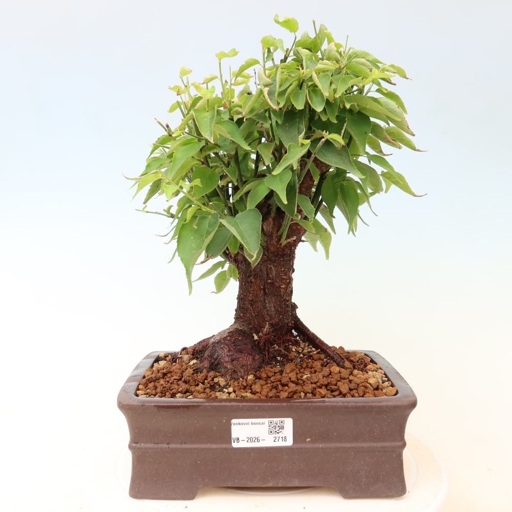 Kültéri bonsai – Japán barack – Prunus Mume