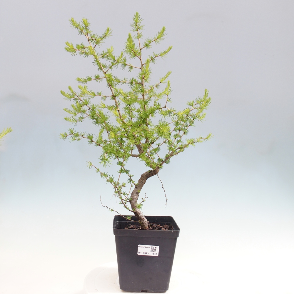 Kültéri bonsai - Larix decidua - vörösfenyő