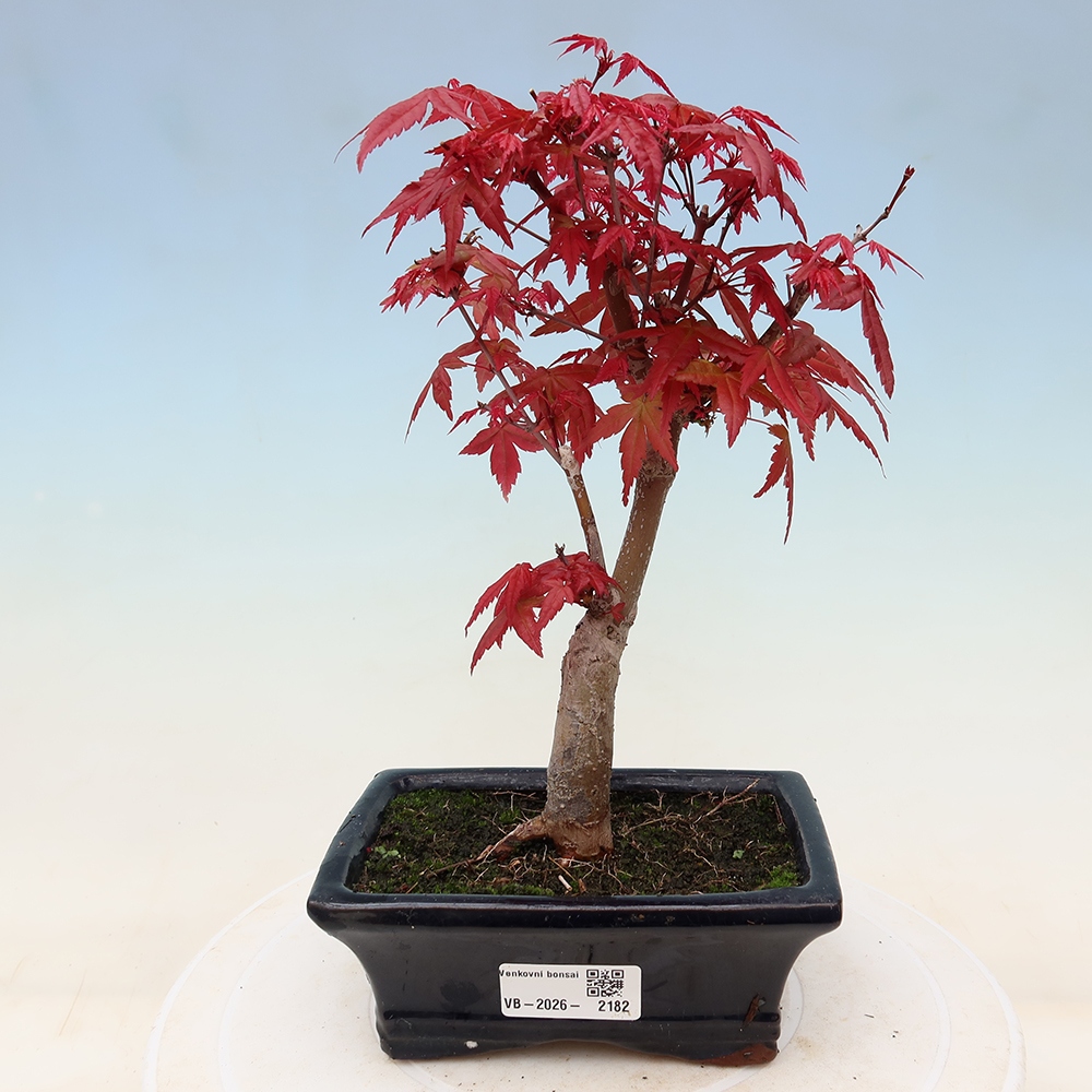 Kültéri bonsai - Acer palmatum DESHOJO